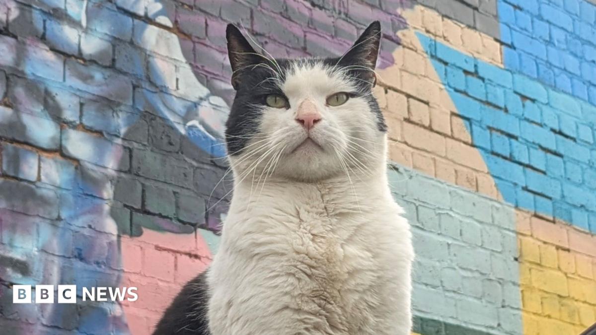 Feline groovy: Fame for the stray cats who made raves, gigs and pubs their home
