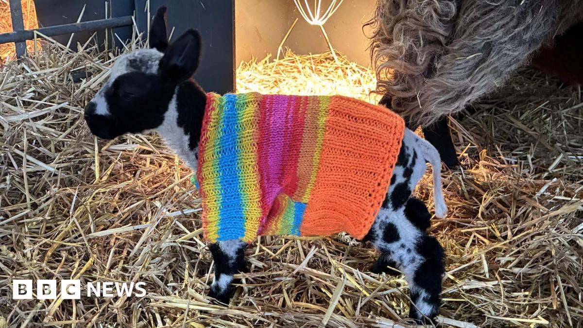 bbc.co.uk - Cathy Killick - Knitters swamp Barnsley farm with jumpers for lambs