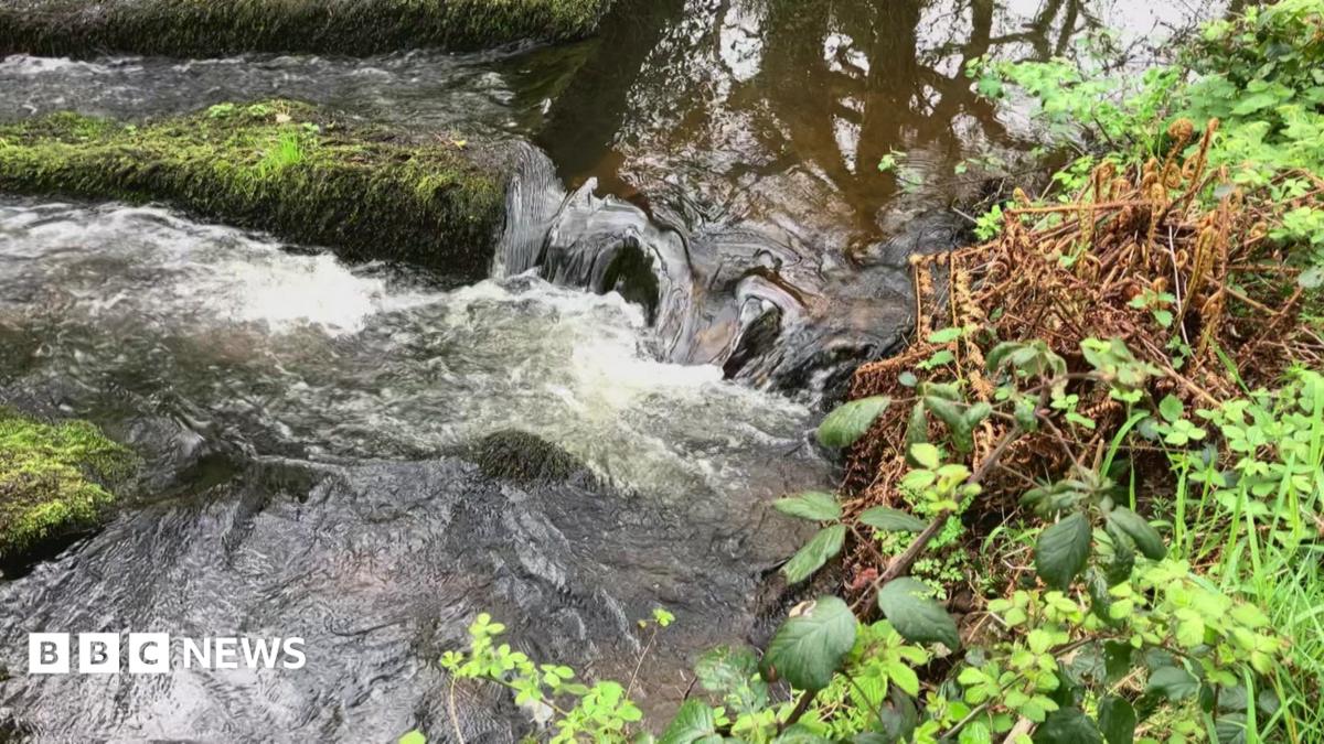 Rare Devon temperate rainforest granted protected status