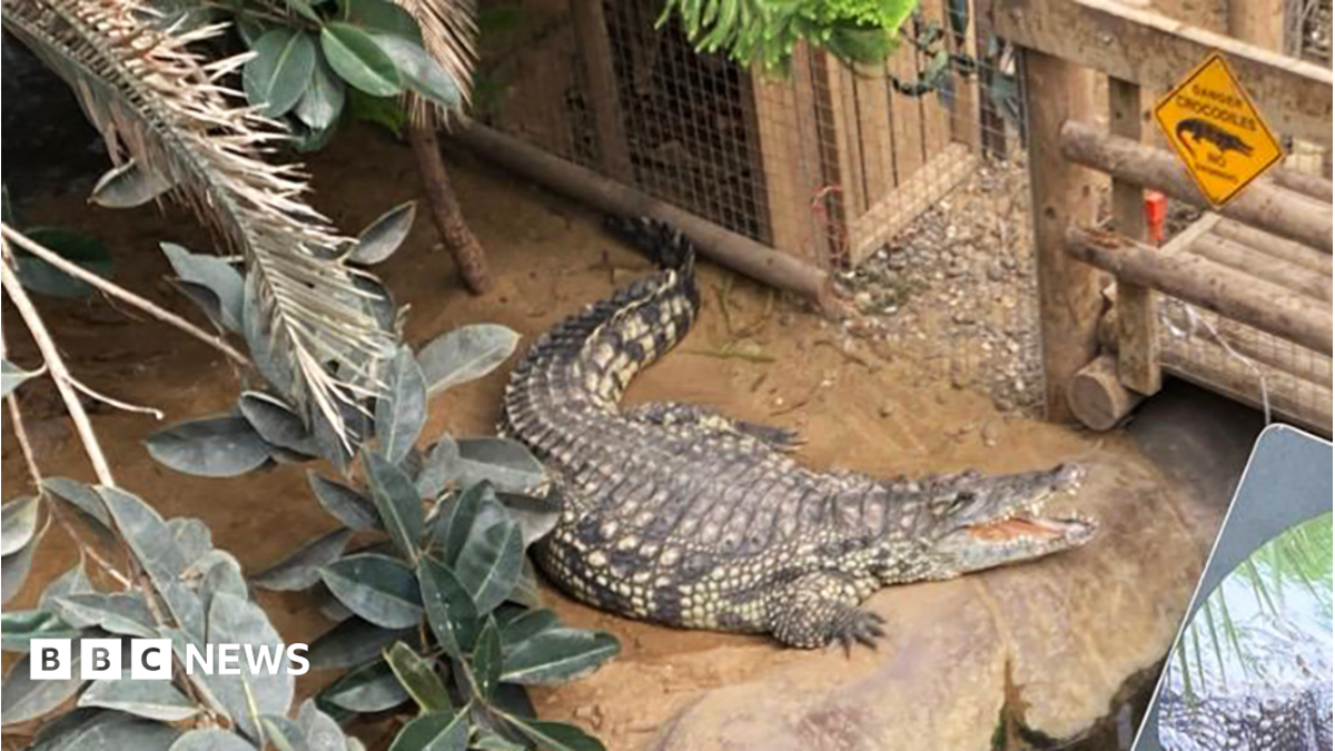Boy, 3, injured in Cambridgeshire crocodile enclosure 'critical'