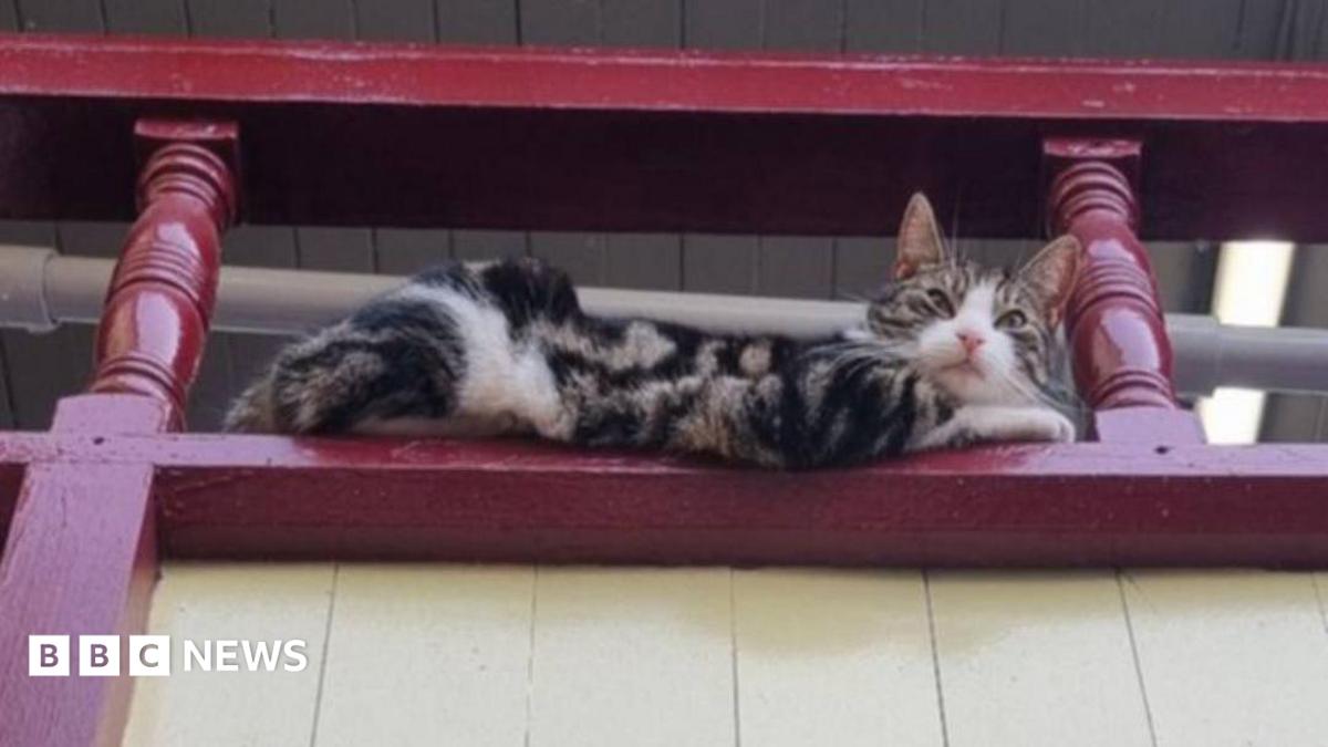 Appeal to fund Keighley railway station cat's vet bill