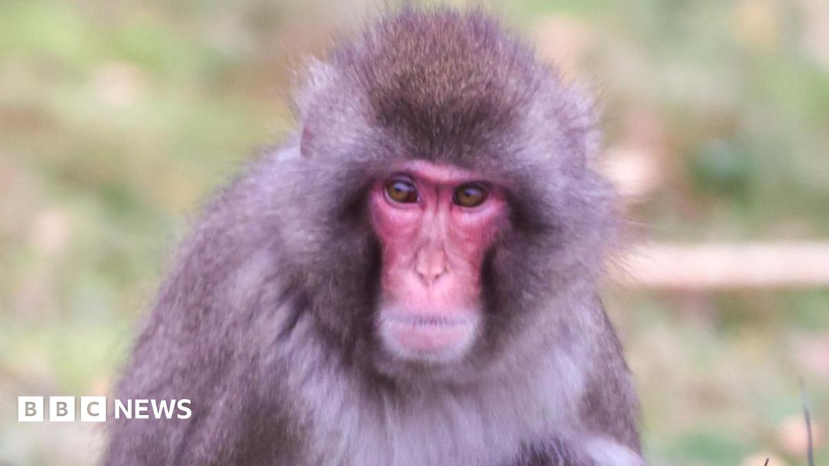 Japanese Macaque Escapes Highland Wildlife Park in Cairngorms