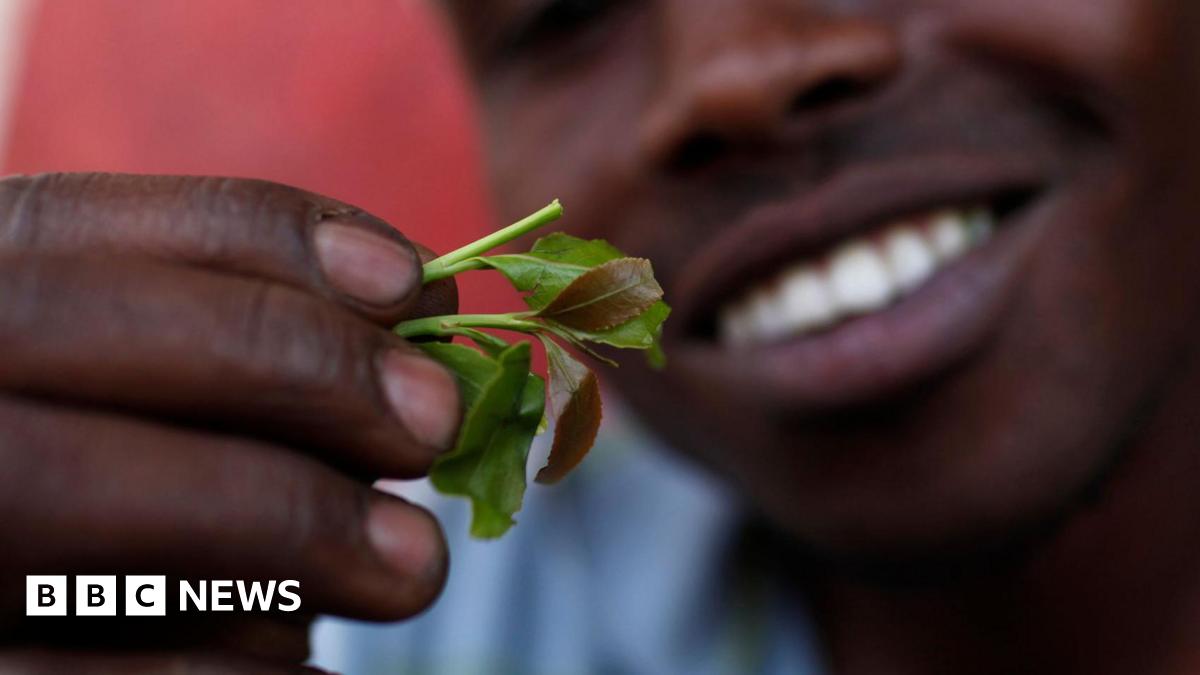 Khat: What happened to the banned and 'forgotten' drug? - BBC News