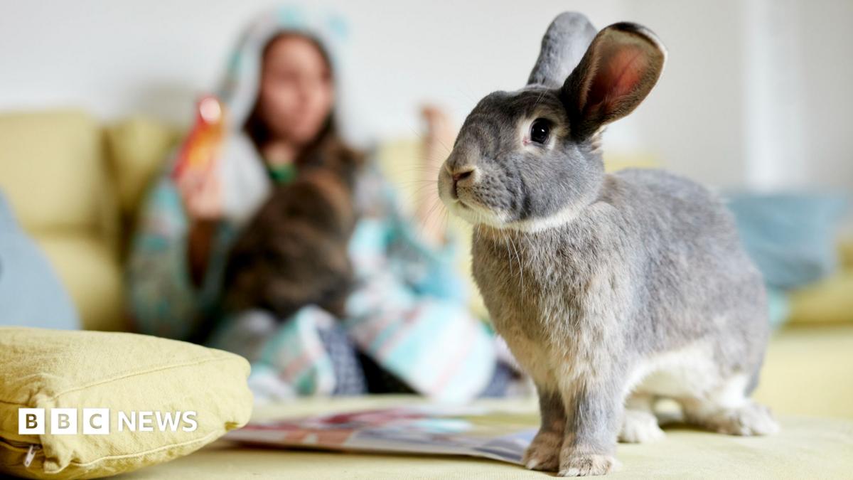 Labour politician wants training courses for rabbit owners in Wales