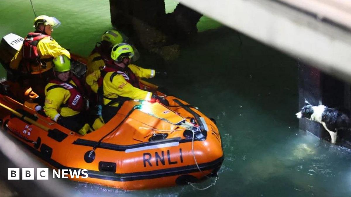 Dog rescued from under Ryde Pier during rising tide