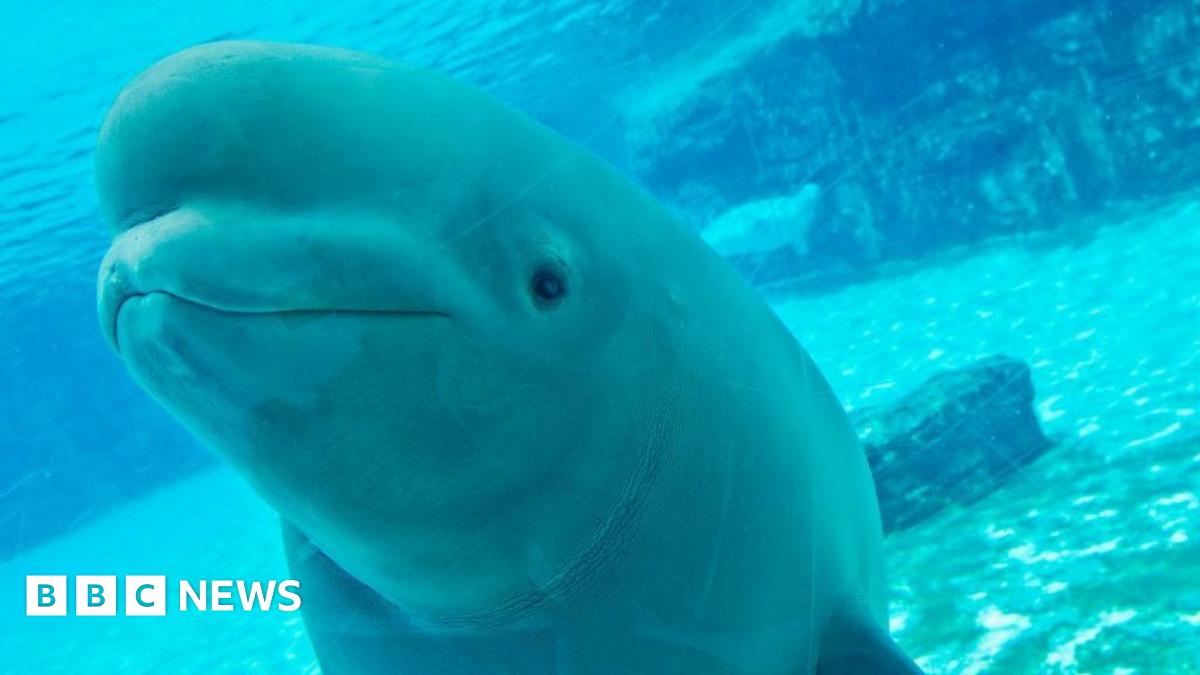 Canadian amusement park threatens to euthanise 30 beluga whales