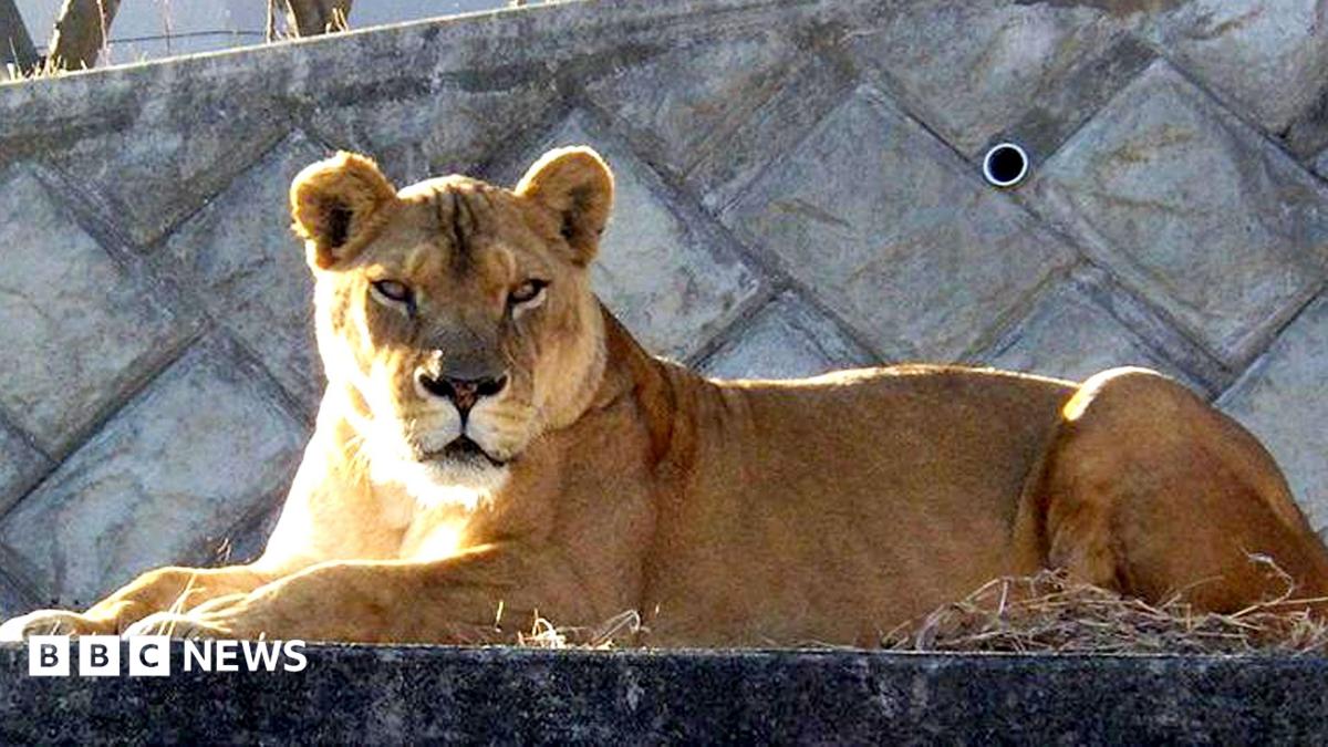 Three lions die in zoo as Japan battles extreme heat