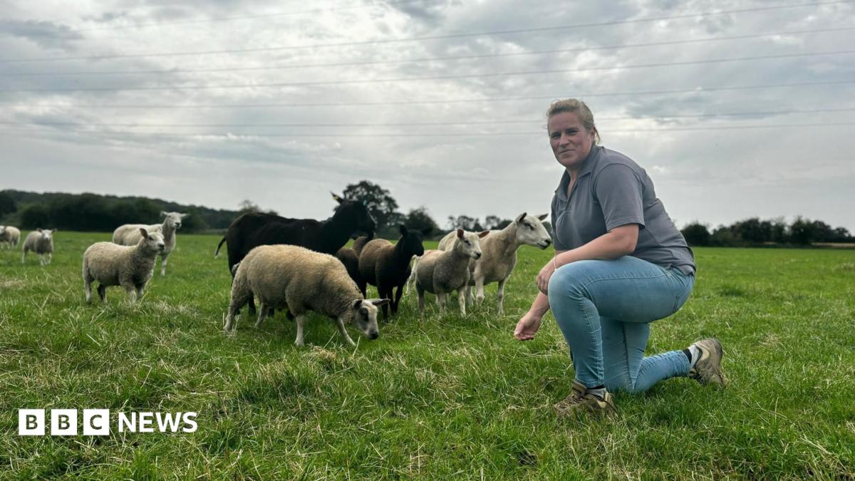 Derbyshire Farmer s Plea After 15 Sheep Are Killed By Dogs BBC News
