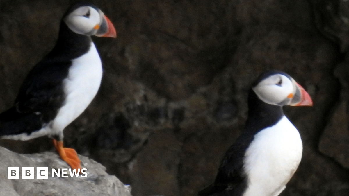 bbc.co.uk - Charlotte Coles - Fears for loss of tiny Dorset Dancing Ledge puffin colony