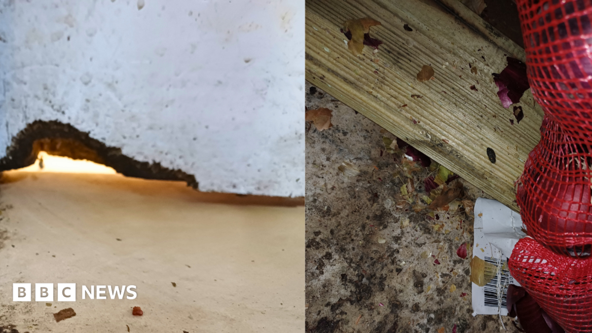 Restaurant allowed to reopen after rat infestation