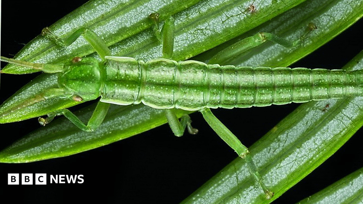 Asexual Stick Insects Retain Gene Balance After a Million Years Without Sex