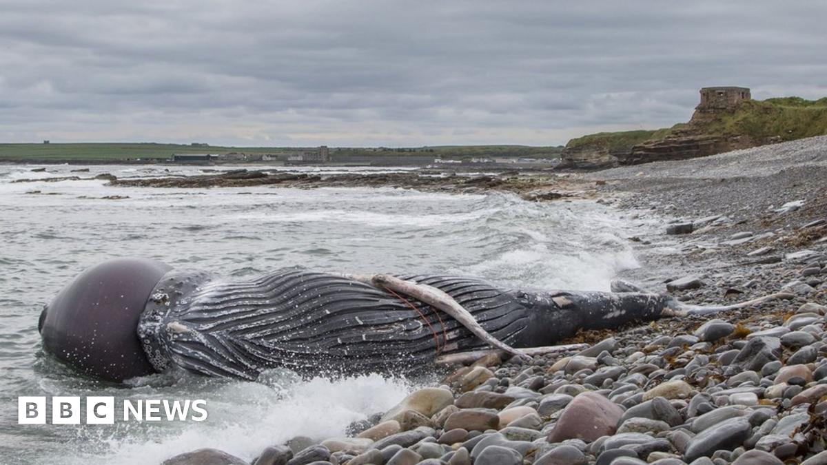Whale Washes Up Near Scrabster Entangled In Fishing Gear BBC News whale-washes-up-near-scrabster-entangled-in-fishing-gear-bbc-news