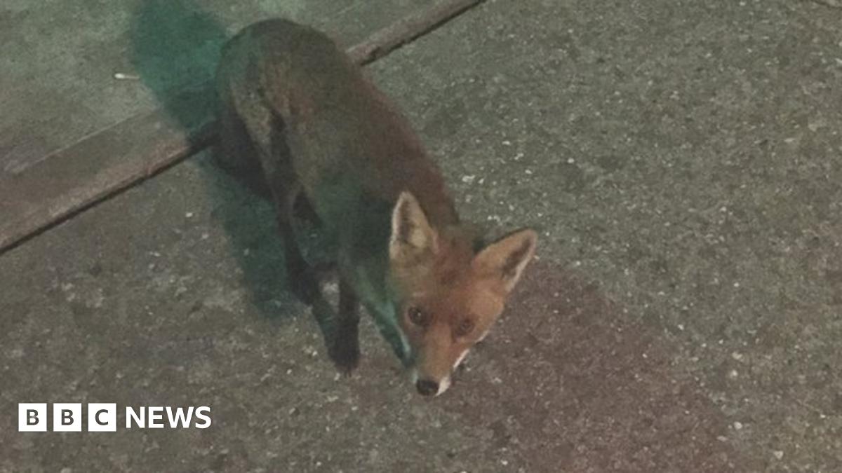 'Vicious' fox traps eight people in Cambridgeshire sports club