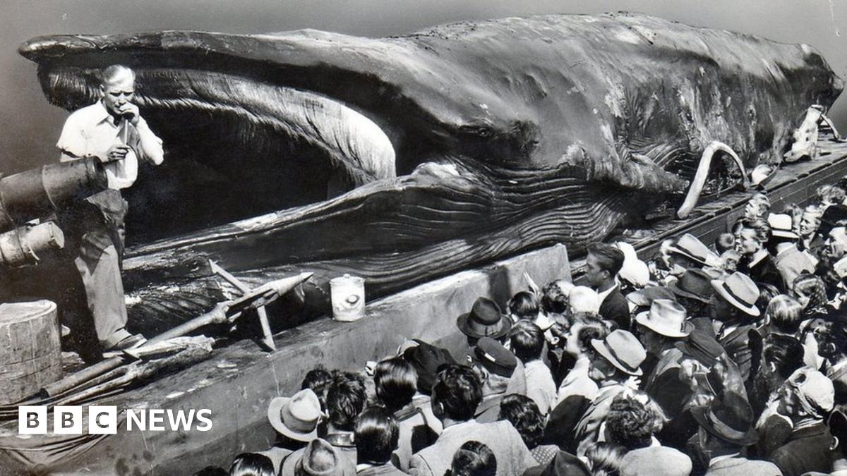 When dead whales went on tour - BBC News