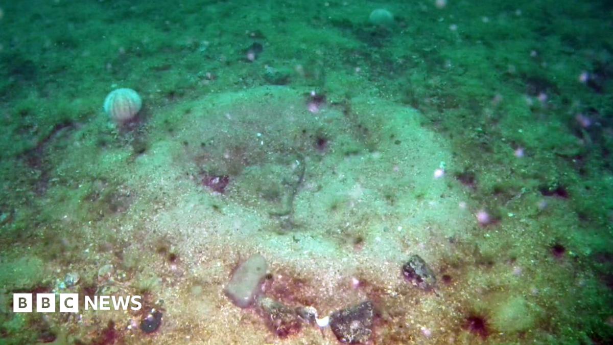 Seabed damaged by fishing showing signs of recovery