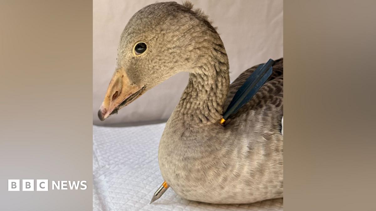 Goose found shot with crossbow at water park in North Yorkshire