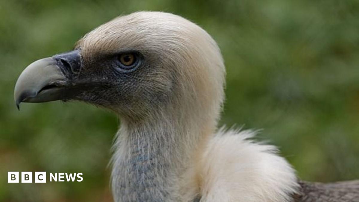 Vultures are disappearing in Nigeria - but the 'Vulture King' is fighting to reverse the trend