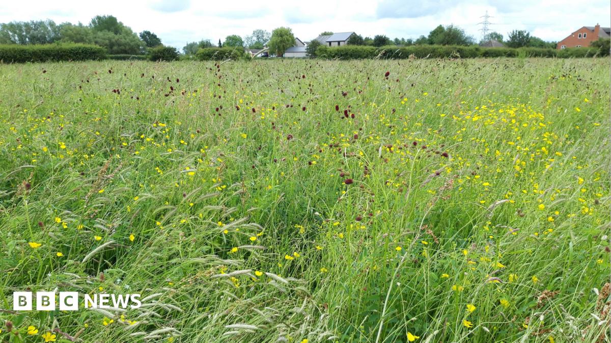 RARE ENGLISH FLOODPLAIN MEADOW HANDED TO WILDLIFE TRUST