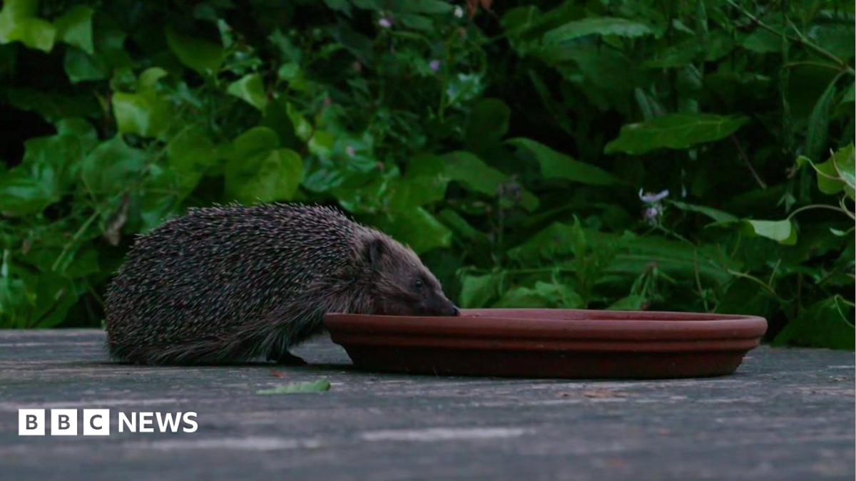 The Barnes highway helping the capital's urban hedgehogs