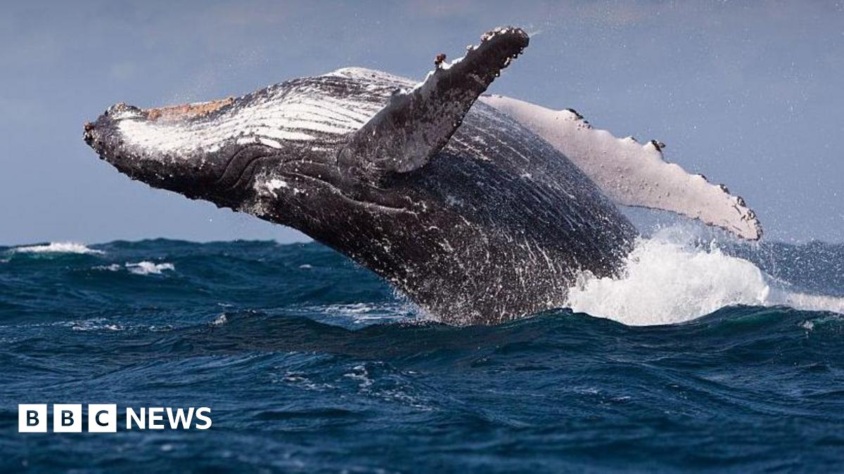 Middle East conflict: Increase in sea traffic off South Africa could harm whales, scientists warn