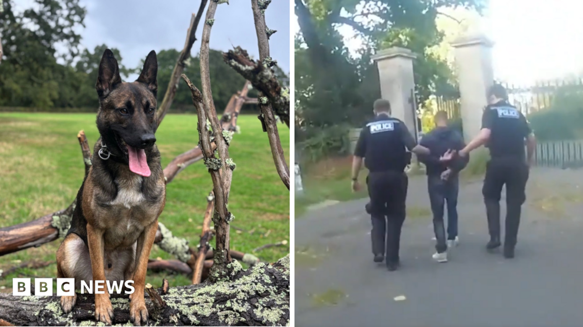 Police dog helps officers catch criminal in cemetery