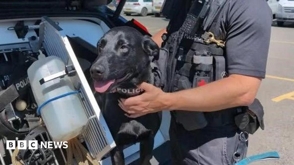 Drug dog Jasper in the sitting in the back of a police car. A police officer has placed his hand on Jasper's chest. Jasper has black fur and is sticking his tongue out. 