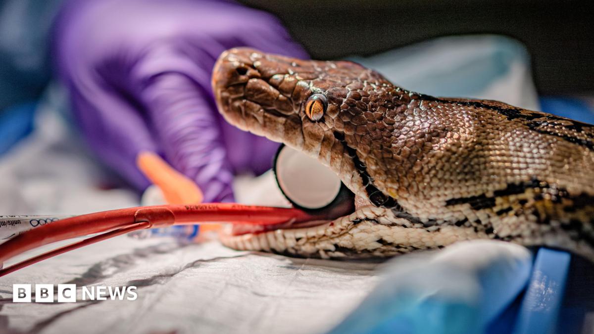 Chester Zoo's Python Receives Groundbreaking Cancer Treatment