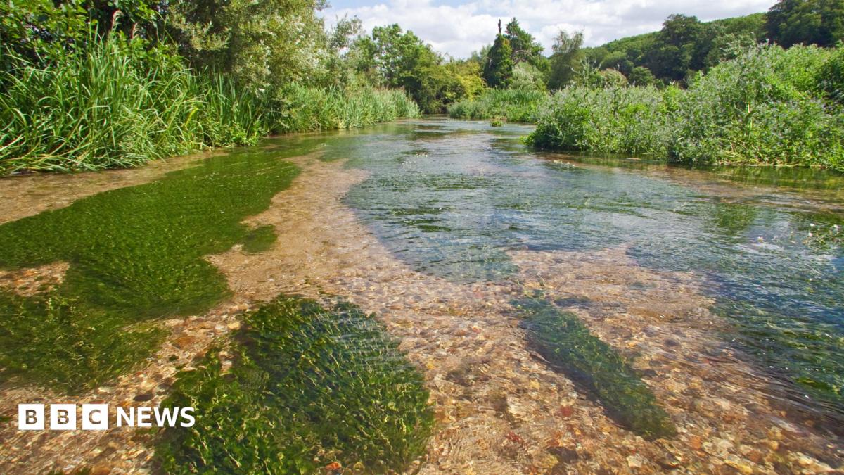 Chilterns Chalk Stream Project Secures 350k Development Grant BBC News Chilterns Chalk Stream Project Secures 350k Development Grant BBC News