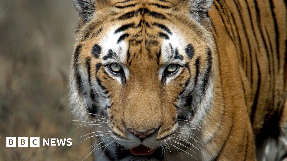 India's tiger population doubles in a decade offering key lessons