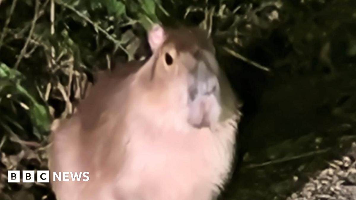 A small capybara faces towards the camera. It is dark and the animal, as well as some foliage behind it, are illuminated by what appears to be artificial light.