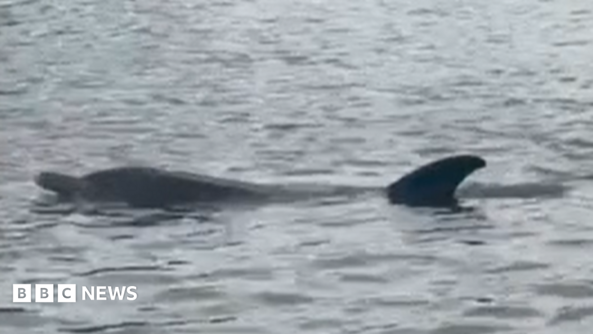 Dolphin found dead on bank of River Thames in Richmond