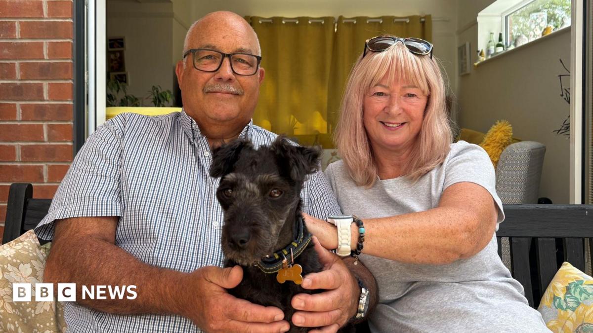 Adder bite leaves couple fearing for dog's life