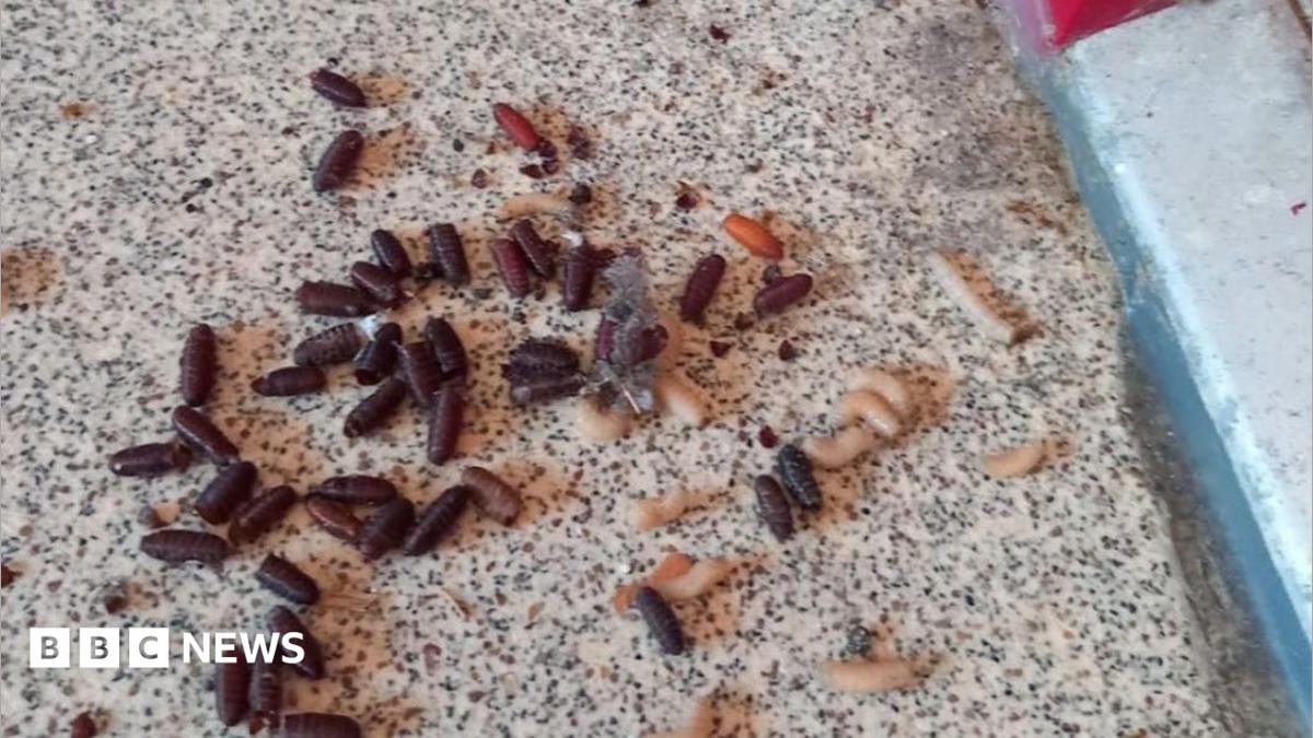 Swindon Maggot Infestation Exposes Landlords' Compliance Gap
