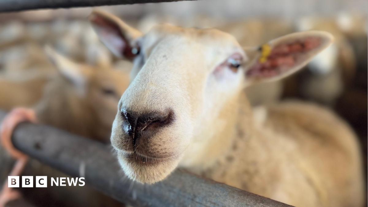 Devon farmer says she 'felt so alone' when her sheep got bluetongue