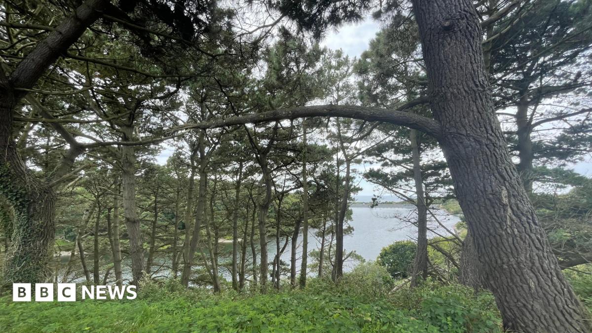 More trees planted in Jersey to protect against climate change