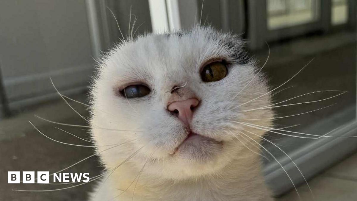 Cat who lost ears to sun damage in Suffolk looks for new home