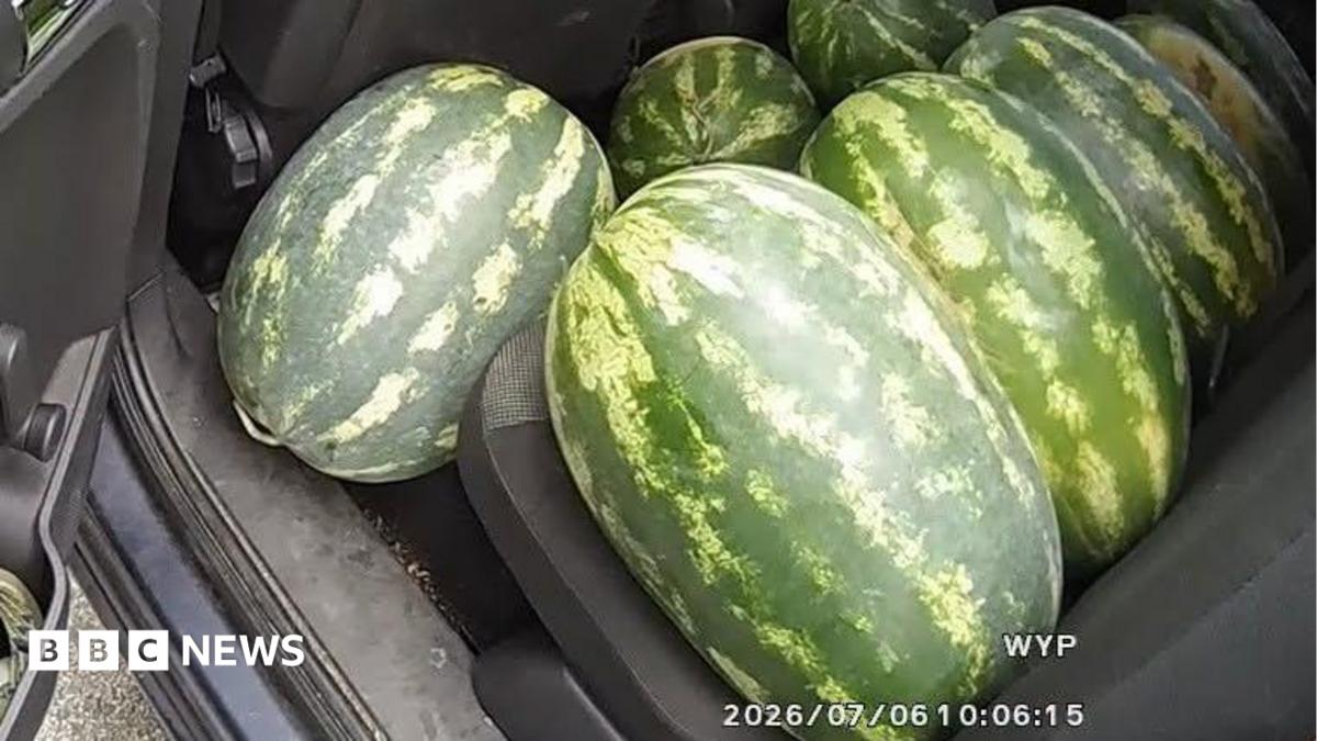 Driver stopped in Bradford with large melons on back seat