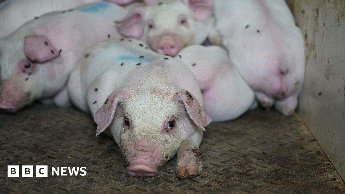 Third Cranswick pig farm faces animal abuse allegations