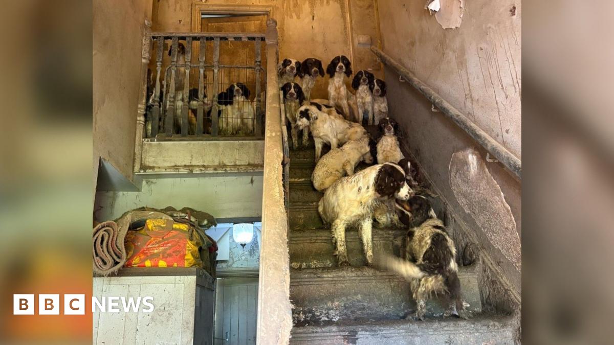 Fourteen Springer Spaniel dogs stood on a staircase and landing in a house. The property is dilapitated with no carpets on the stairs and dirt and marks on the walls. 
