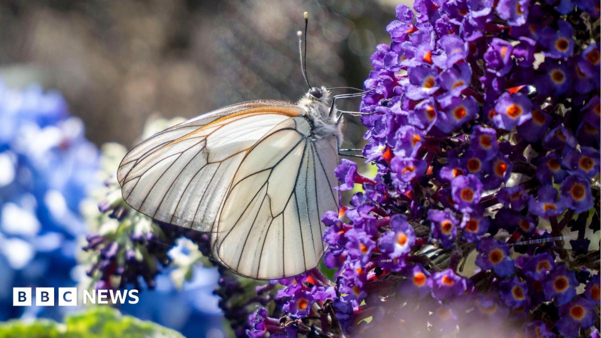 Zoo repopulating one of UK's rarest butterflies