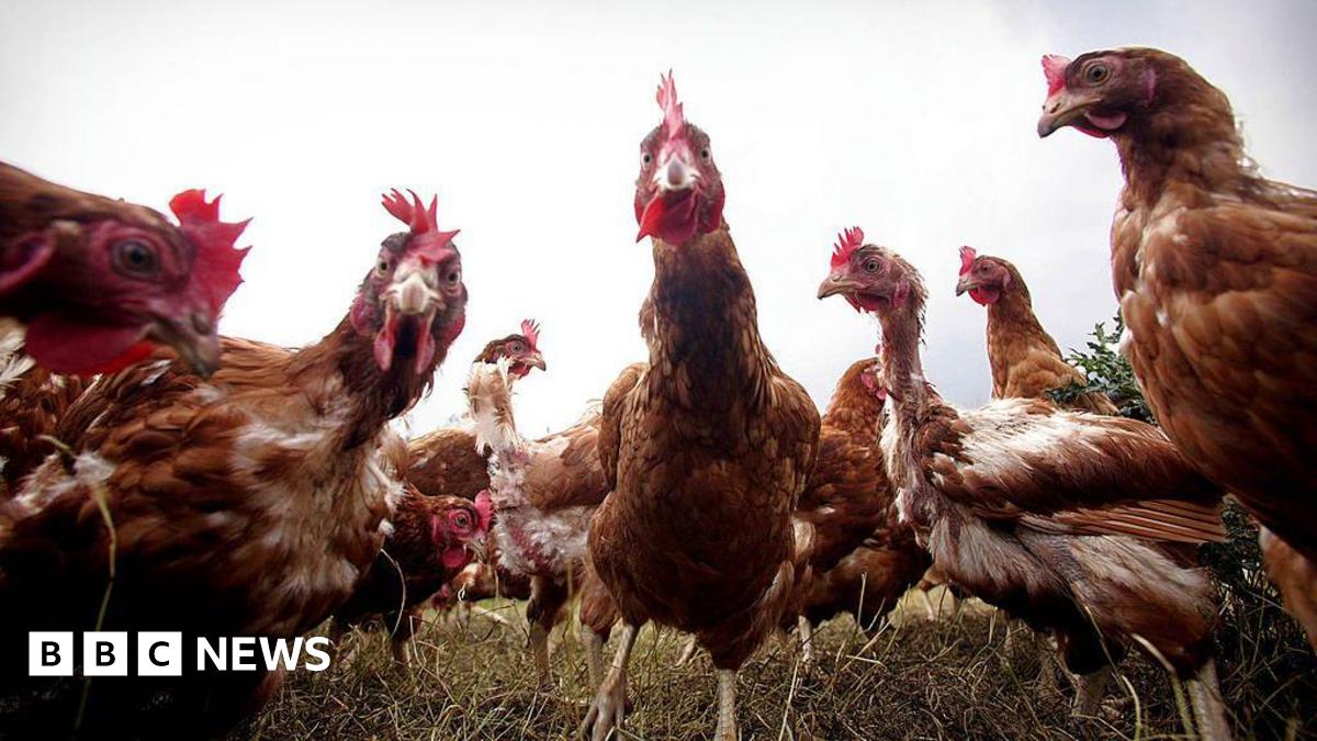 bbc.co.uk - Barry O'Connor - Bird flu: Housing orders to be lifted across island of Ireland
