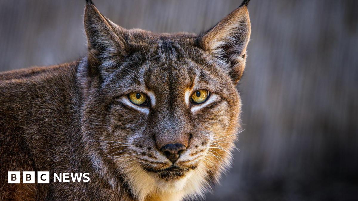 Aalborg Zoo asks for unwanted pets to feed its predators