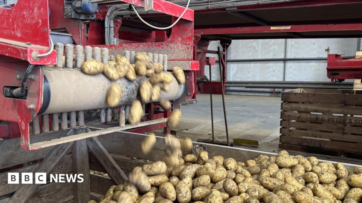 Heatwaves cause potato losses for Cornwall growers
