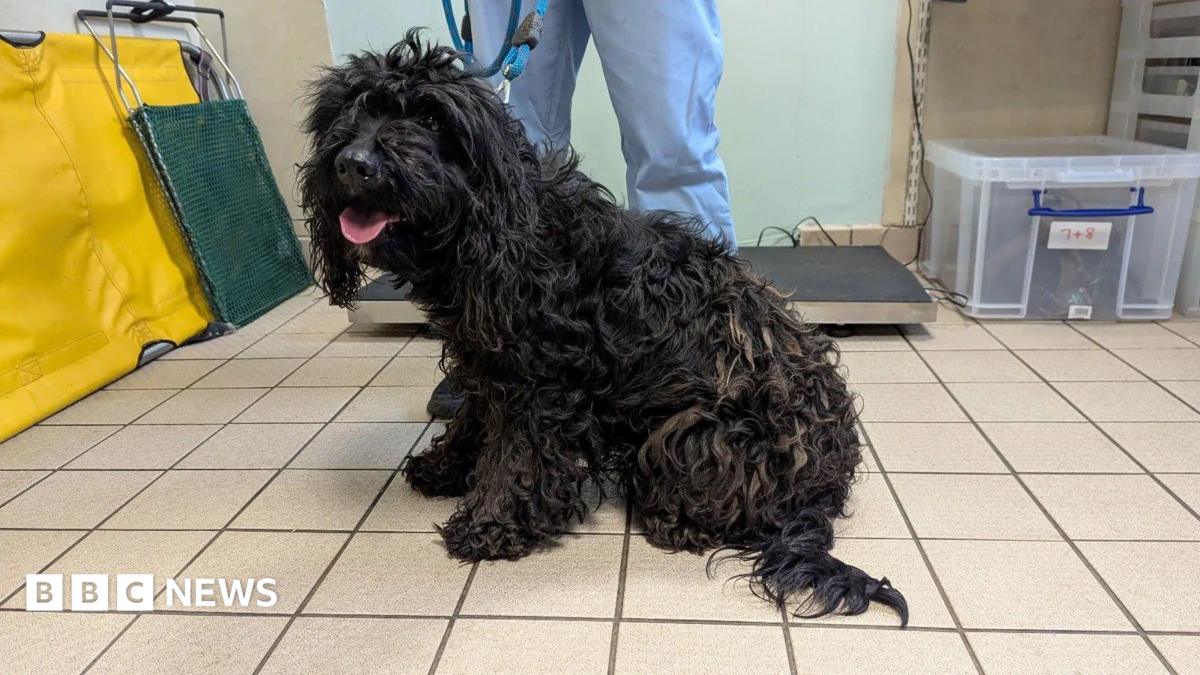 RSPCA appeal after dog abandoned at Kidsgrove railway station