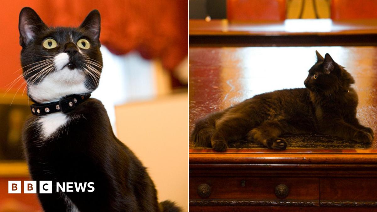 Cat in the cabinet discount
