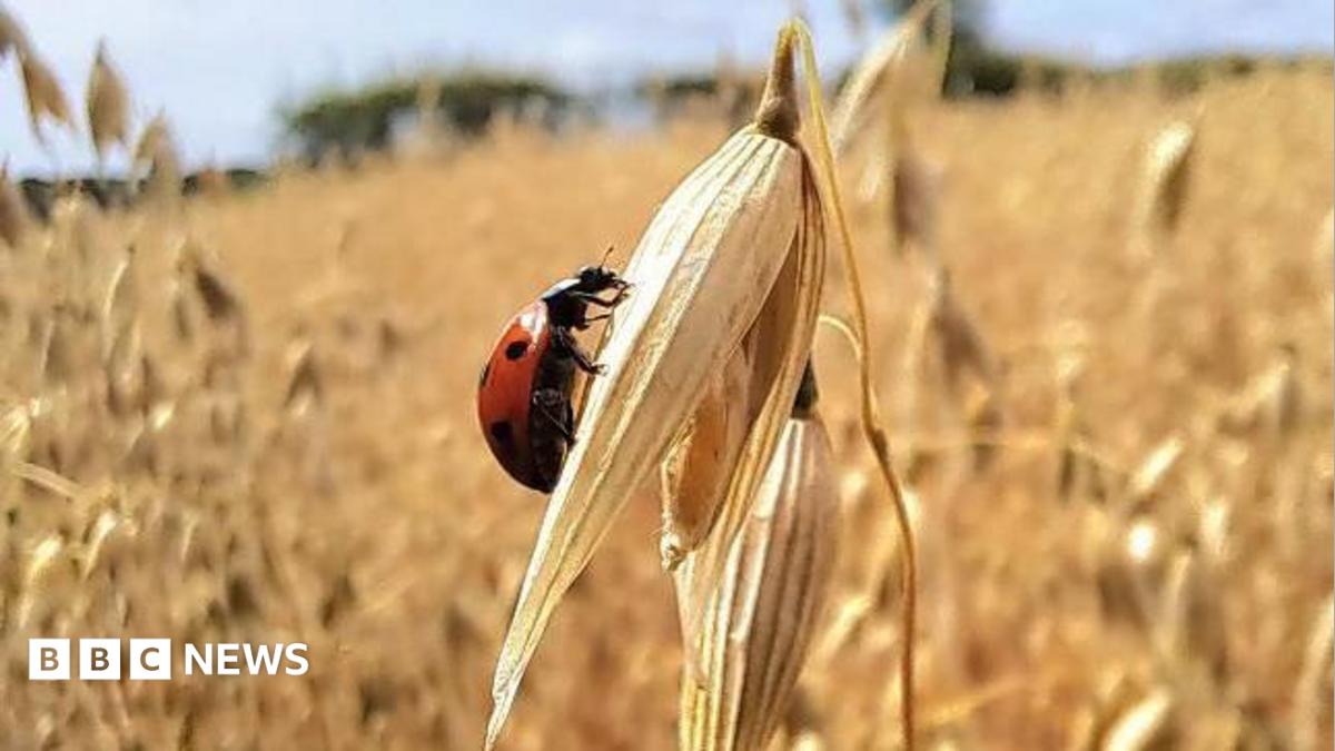 Your photos from the West Midlands: Relaxing in the summer sunshine