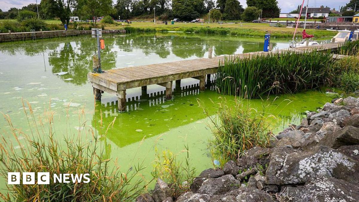 
Blue-green algae infested water is pictured in Battery Harbour on the shores of Lough Neagh, in Northern Ireland, on August 22, 2025. 