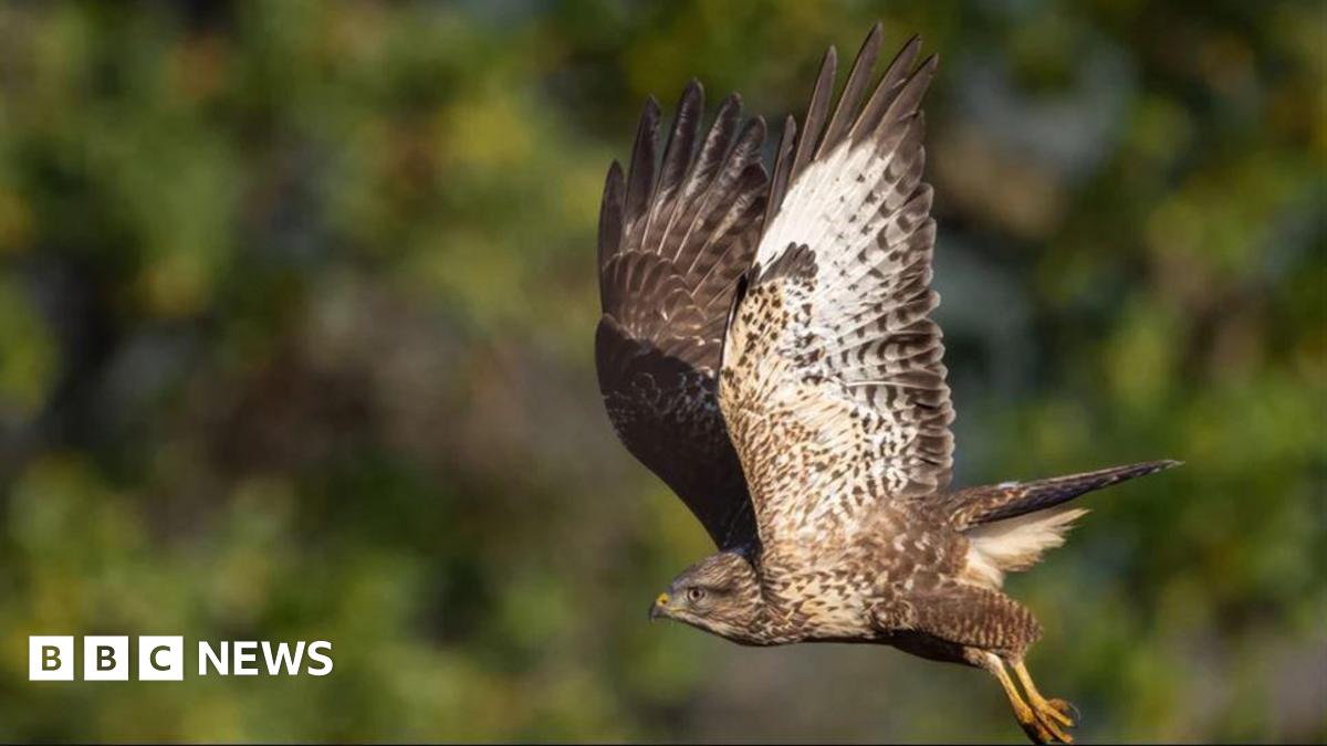 Appeal after buzzard killed in North York Moors