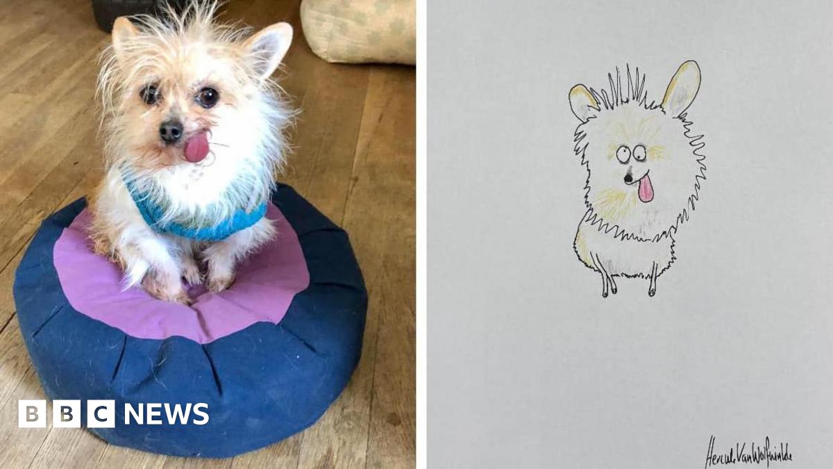 Hercule Van Wolfwinkle: 'Rubbish' pet artist raises £400k