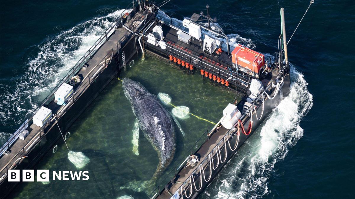 Humpback whale 'Timmy' released into North Sea after privately funded barge rescue